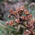 Libertia chilensis Blomst