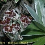 Helichrysum devium Fiore