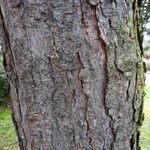 Pinus nigra Bark