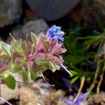Veronica nummularia 花