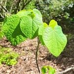 Disanthus cercidifolius 叶