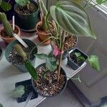 Philodendron panduriforme Leaf