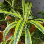 Dracaena fragransLeaf