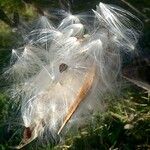 Asclepias curassavica Fruit