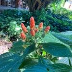 Aphelandra sinclairiana 花