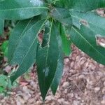 Quercus myrsinifolia Blatt