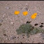 Eschscholzia glyptosperma ᱛᱟᱦᱮᱸ