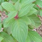 Cornus sericea Levél