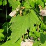 Althaea officinalis Leaf