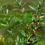 Polygonum plebeium Feuille