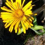 Pyrrocoma crocea Flower