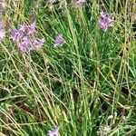 Tulbaghia alliaceaFlor