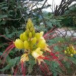 Caesalpinia gilliesii Flor