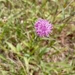 Centaurea nigraBlomst