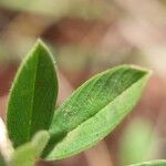 Stylosanthes guianensis Leaf