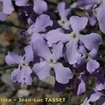 Matthiola lunata Flor