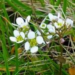 Cochlearia anglica Λουλούδι