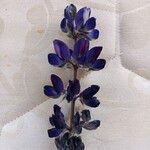 Lupinus pilosus Bloem