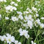 Cerastium arvense 花