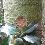 Syzygium mouanum Bark