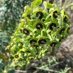 Euphorbia characias Fleur