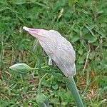 Allium siculum Floare