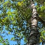 Cardiopetalum calophyllum