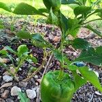 Capsicum frutescens Fruto