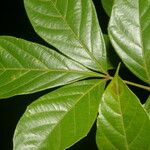 Paullinia pinnata Leaf