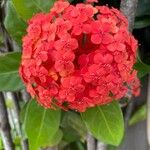 Ixora chinensis Blüte