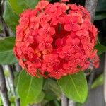 Ixora chinensis Květ