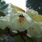 Rhododendron macabeanum Çiçek