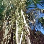 Copernicia alba Fruto