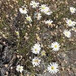 Argyranthemum gracile Blomst