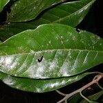 Pouteria reticulata Hoja