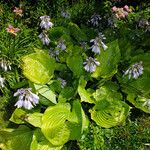 Hosta sieboldiana Folha