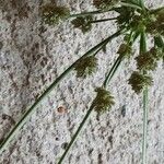 Cyperus difformis Kvet