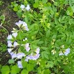 Polemonium reptans Листок