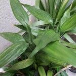 Dracaena braunii Fuelha