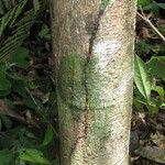 Ormosia melanocarpa Corteza