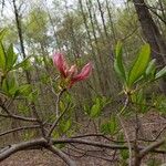 Rhododendron periclymenoides Blüte