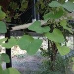 Aristolochia littoralis Leaf