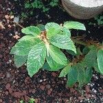 Begonia ulmifolia