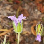 Erodium botrys Virág