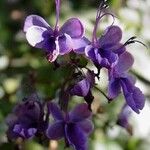 Rotheca myricoides फूल