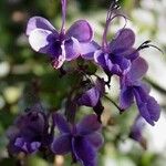 Rotheca myricoides Flower