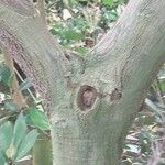 Ficus cyathistipula Bark