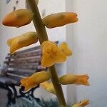 Dyckia brevifolia Blomst