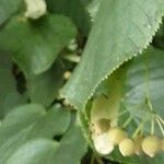 Tilia × europaea Fruit