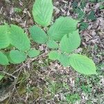 Corylus avellanaLapas